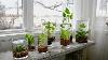 How To Make An Indoor Water Garden Garden Answer