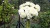 White Hydrangea In Vase Beautiful White Folwers Images